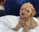 Small #4 Goldendoodle (Miniature)