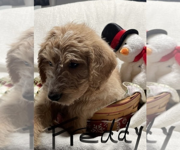 Medium Photo #1 Labradoodle Puppy For Sale in NEWVILLE, PA, USA
