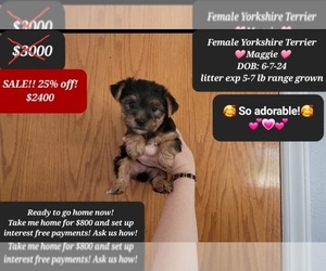 Yorkshire Terrier Puppy for sale in TUCSON, AZ, USA