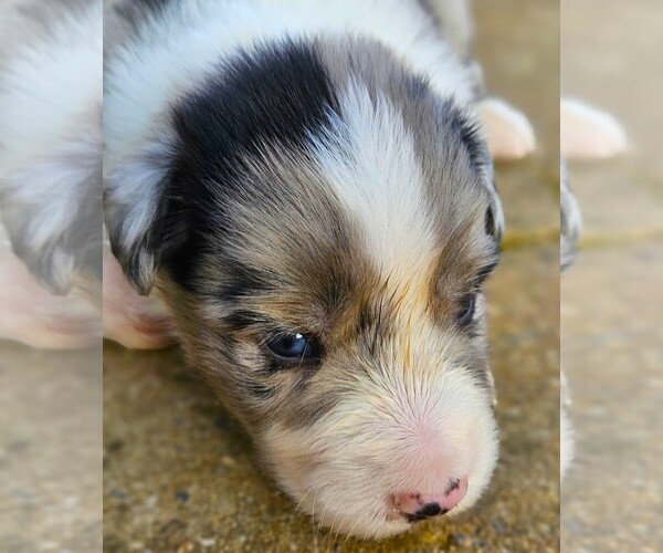 Medium Photo #3 Australian Shepherd Puppy For Sale in NELSON, VA, USA