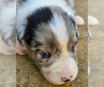 Small #2 Australian Shepherd