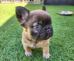 Small #9 French Bulldog