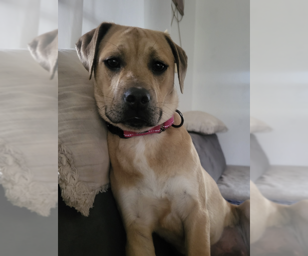 Medium Photo #2 Mutt Puppy For Sale in Candler, NC, USA