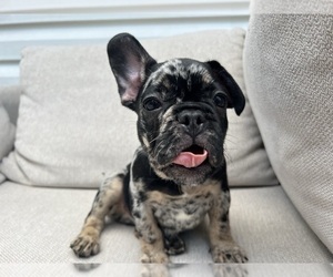 French Bulldog Puppy for sale in BROOKLYN, NY, USA