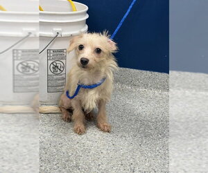 Rat Terrier-Unknown Mix Dogs for adoption in Pasadena, TX, USA