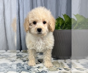 Cavapoo Puppy for sale in GREENWOOD, IN, USA
