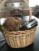 Small Photo #15 Golden Retriever Puppy For Sale in ALTONA, IN, USA