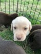 Small Photo #28 Labrador Retriever Puppy For Sale in EATONVILLE, WA, USA