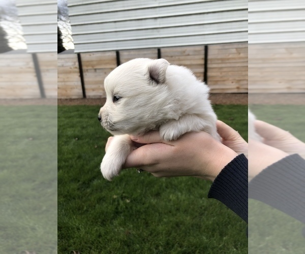 Medium Photo #8 Miniature American Eskimo Puppy For Sale in OREGON CITY, OR, USA