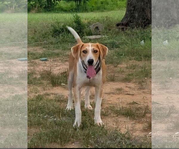Medium Photo #3 Labrador Retriever-Unknown Mix Puppy For Sale in Alexander, AR, USA