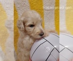Small Photo #62 Bordoodle Puppy For Sale in COPPERAS COVE, TX, USA