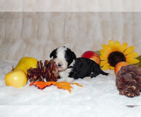 Medium Photo #1 Miniature Bernedoodle Puppy For Sale in NEWTON, IL, USA