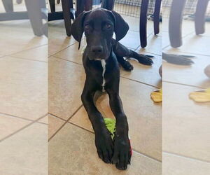 Great Dane Dogs for adoption in Bullard, TX, USA