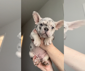 French Bulldog Puppy for sale in ROSWELL, GA, USA