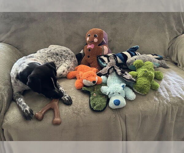 Medium Photo #3 Mutt Puppy For Sale in Garden City, NY, USA