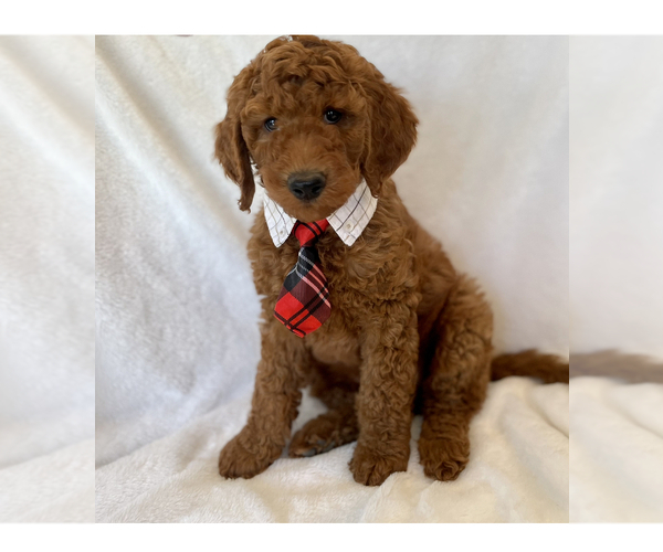 Medium Photo #1 Goldendoodle (Miniature) Puppy For Sale in GLENDALE, AZ, USA