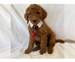 Small Photo #1 Goldendoodle (Miniature) Puppy For Sale in GLENDALE, AZ, USA