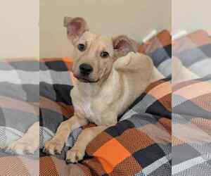 Catahoula Leopard Dog-Unknown Mix Dogs for adoption in Oakhurst, NJ, USA