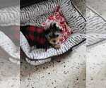 Small Photo #9 Yorkshire Terrier Puppy For Sale in HIALEAH, FL, USA