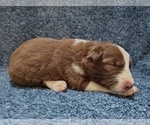 Small #13 Border Collie