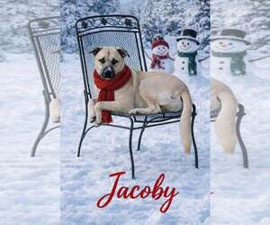 Siberian Husky-Unknown Mix Dogs for adoption in Murfreesboro, NC, USA