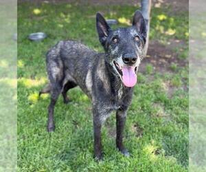 Mutt Dogs for adoption in Modesto, CA, USA