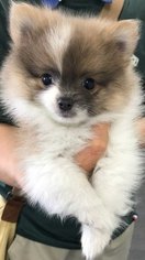 Pomeranian Puppy for sale in TEMPLE CITY, CA, USA