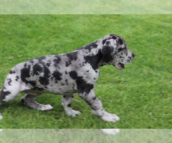 Medium Photo #4 Great Dane Puppy For Sale in SHILOH, OH, USA