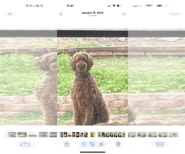 Medium Photo #1 Doodle-Golden Retriever Mix Puppy For Sale in WILDOMAR, CA, USA