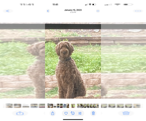 Father of the Doodle-Golden Retriever Mix puppies born on 08/15/2025