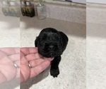 Small Photo #4 Cocker Spaniel Puppy For Sale in HODGENVILLE, KY, USA