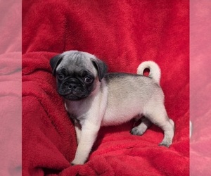 Pug Puppy for sale in SILVER SPRINGS, FL, USA