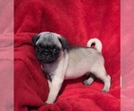 Small Pug
