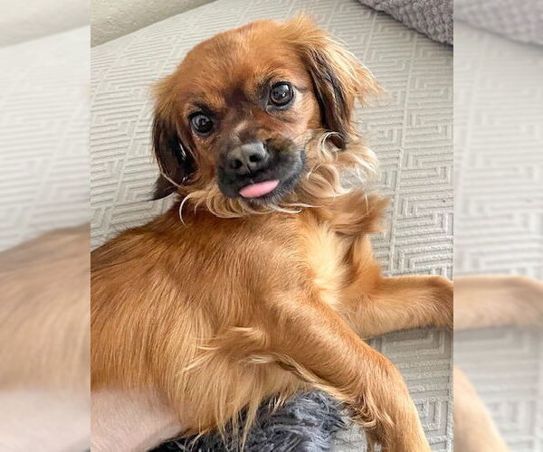 Medium Photo #4 - Mix Puppy For Sale in Corona, CA, USA