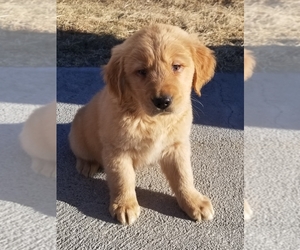 Golden Retriever Puppy for sale in LAKELAND, FL, USA