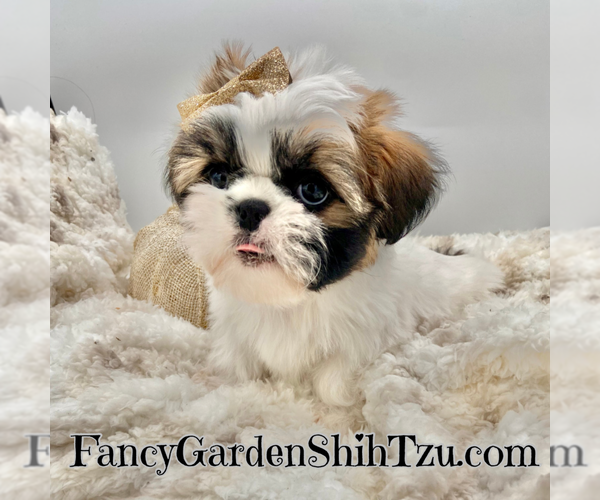 Medium Photo #5 Shih Tzu Puppy For Sale in JACKSONVILLE, FL, USA