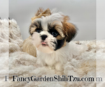 Small Photo #5 Shih Tzu Puppy For Sale in JACKSONVILLE, FL, USA