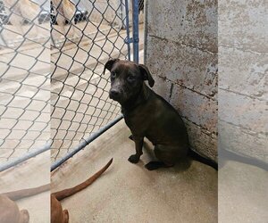 Labrador Retriever-Unknown Mix Dogs for adoption in El Centro, CA, USA
