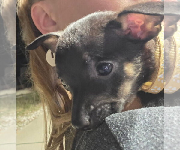 Medium Photo #2 Chihuahua Puppy For Sale in Kannapolis, NC, USA