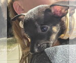 Small #1 Chihuahua