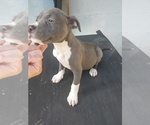 Small Photo #1 American Pit Bull Terrier Puppy For Sale in LUDOWICI, GA, USA