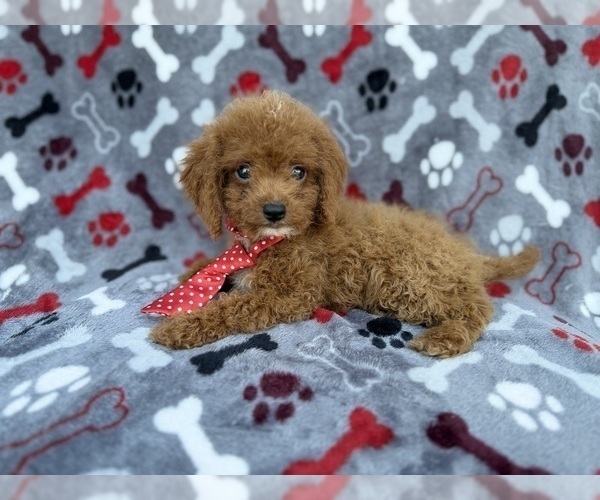 Medium Photo #2 Cock-A-Poo Puppy For Sale in LAKELAND, FL, USA