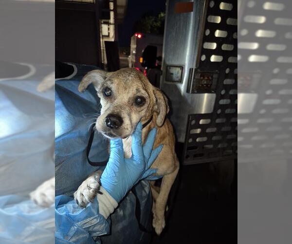 Medium Photo #1 Mutt Puppy For Sale in San Antonio, TX, USA
