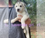 Puppy 4 German Shepherd Dog-Siberian Husky Mix