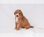 Puppy Aria Goldendoodle (Miniature)