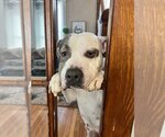 Small #1 American Pit Bull Terrier Mix