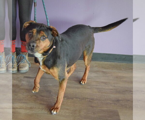 Medium Photo #4 Rotterman Puppy For Sale in Huntley, IL, USA