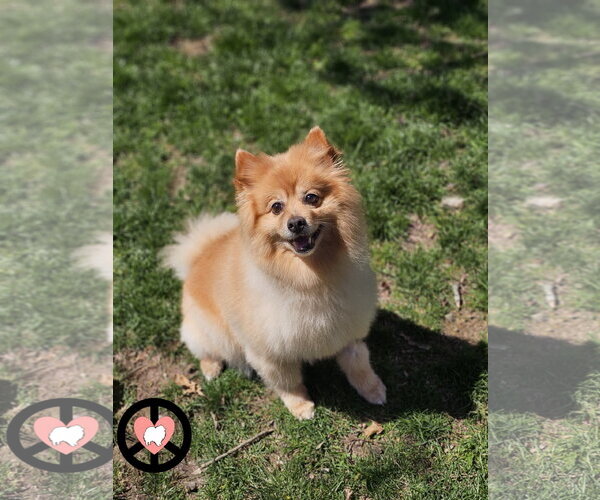 Medium Photo #1 Pomeranian Puppy For Sale in Lebanon, PA, USA