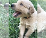 Small Photo #7 Goldendoodle Puppy For Sale in WOODLAND, AL, USA
