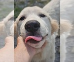 Small #2 Great Pyrenees-Retriever  Mix